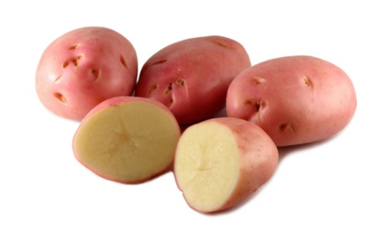 Large Red Washed Potatoes 3 99kg The Farmers Gate